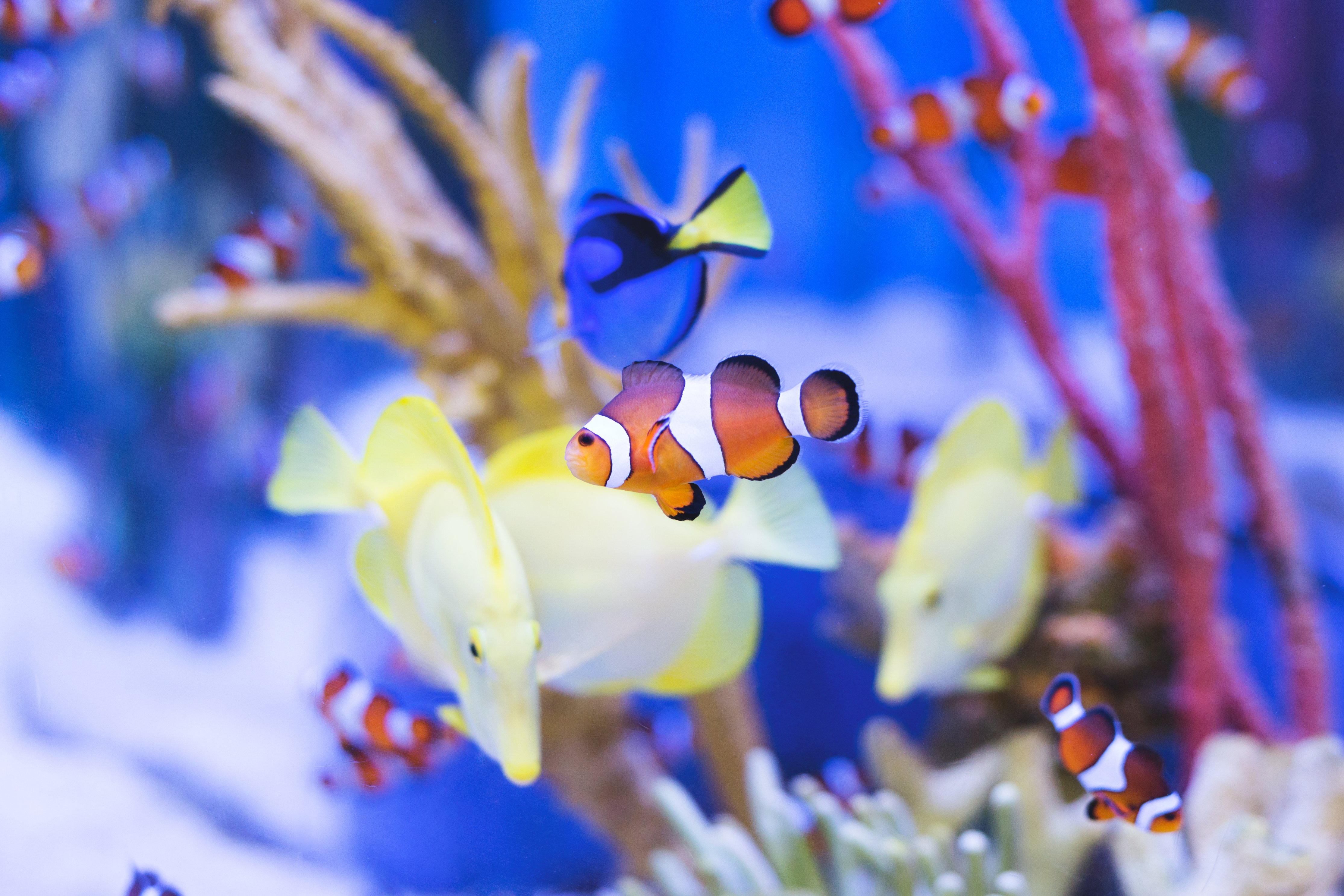 Tropical Fish and Coral Permaculture- Featured Shot